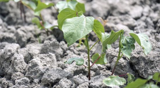 Cotton Seedlings