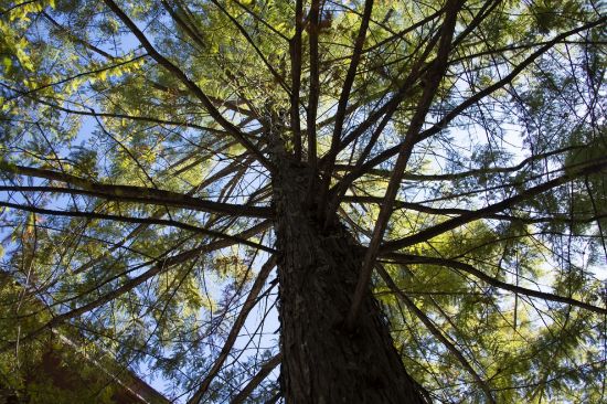 4th Mass Timber Research Needs Workshop